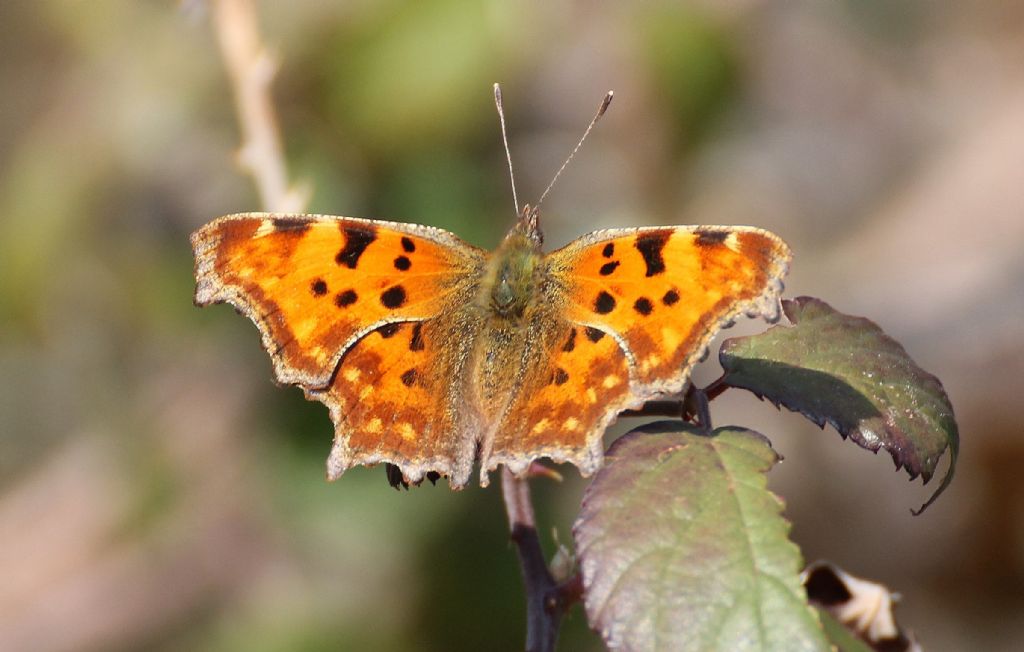 Polygonia sembra egea... no, c-album